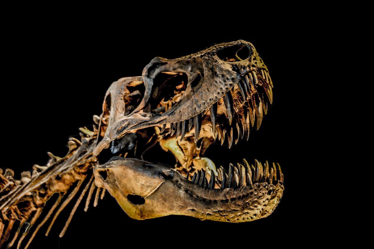 Squelette de T-Rex. Crédit photo : LG-Photography (iStock).